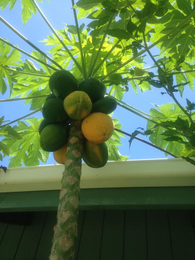 Aroa Kainga Bungalows And Apartment Rarotonga Eksteriør bilde